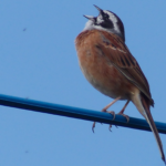 Thumbnail of related posts 094