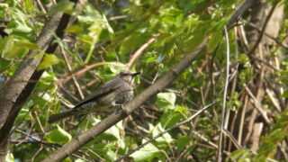Thumbnail of post image 022