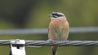 Thumbnail of post image 150
