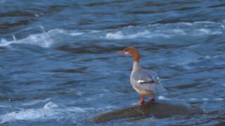 Thumbnail of post image 166
