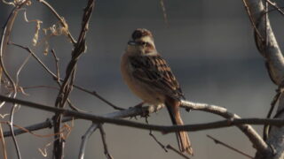 Thumbnail of post image 116