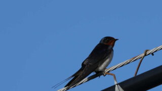 Thumbnail of post image 021