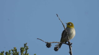 Thumbnail of post image 147