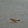 Thumbnail of related posts 001