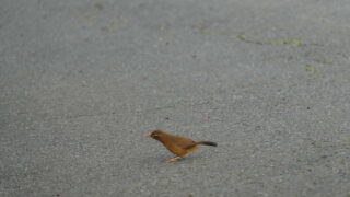 Thumbnail of post image 009