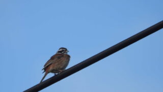 Thumbnail of post image 044