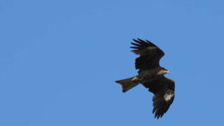 Thumbnail of post image 095