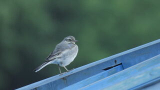 Thumbnail of post image 178