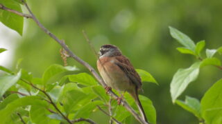 Thumbnail of post image 026