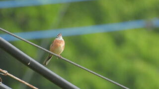 Thumbnail of post image 190