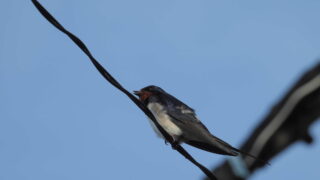 Thumbnail of post image 132