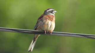 Thumbnail of post image 084