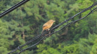 Thumbnail of post image 063