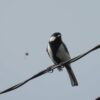 Thumbnail of related posts 151