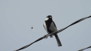 Thumbnail of post image 104