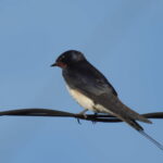 Thumbnail of related posts 152