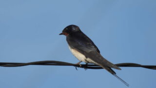 Thumbnail of post image 098