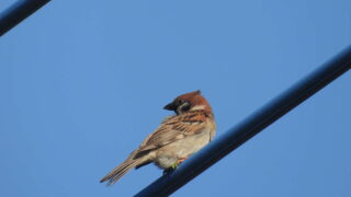 Thumbnail of post image 114