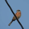 Thumbnail of related posts 019
