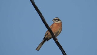 Thumbnail of post image 057