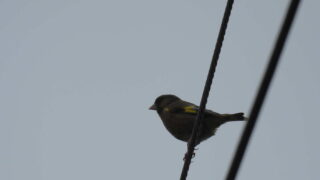 Thumbnail of post image 160