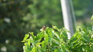 Thumbnail of post image 057