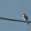 Thumbnail of related posts 033