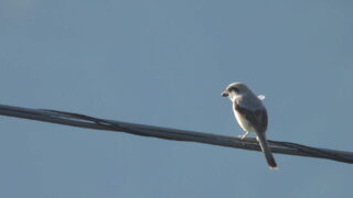 Thumbnail of post image 123