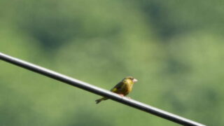 Thumbnail of post image 086
