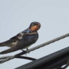 Thumbnail of related posts 118