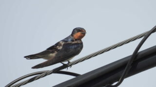 Thumbnail of post image 179