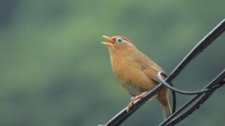 Thumbnail of post image 108