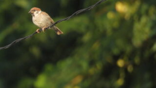 Thumbnail of post image 140