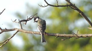 Thumbnail of post image 132