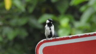 Thumbnail of post image 172