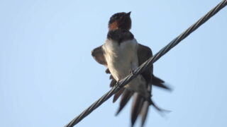 Thumbnail of post image 047