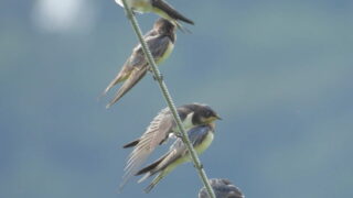 Thumbnail of post image 098
