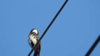 Thumbnail of post image 114