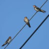 Thumbnail of related posts 054
