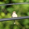 Thumbnail of related posts 030