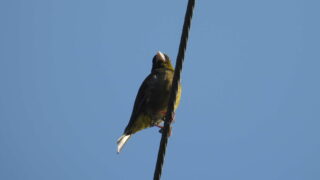 Thumbnail of post image 162
