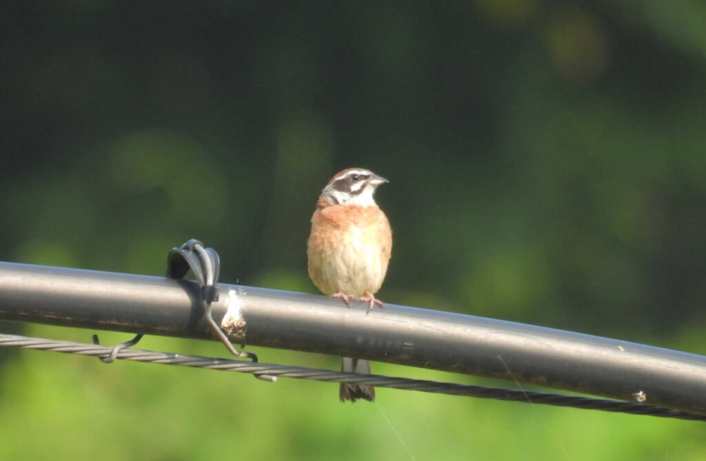ホオジロ Meadow Bunting | Sabi House / Tortoiseshell Cat