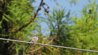Thumbnail of post image 119