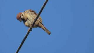 Thumbnail of post image 069