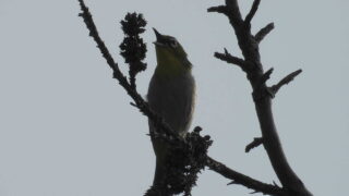 Thumbnail of post image 163