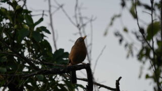 Thumbnail of post image 031