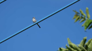 Thumbnail of post image 012