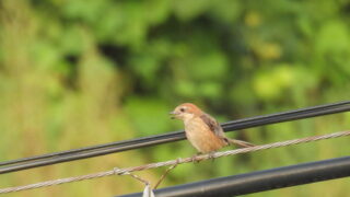 Thumbnail of post image 178