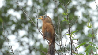 Thumbnail of post image 127