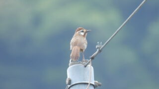 Thumbnail of post image 000